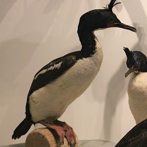 Auckland Island Shag (Leucocarbo colensoi)