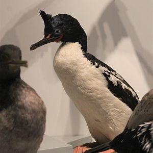 Chatham Island Shag (Leucocarbo onslowi)