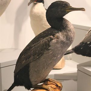 Pitt Island Shag (Stictocarbo featherstoni)