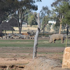 View of distant animals on the savannah