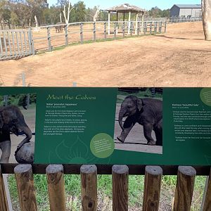 Elephant Info Sign- Meet the Calves