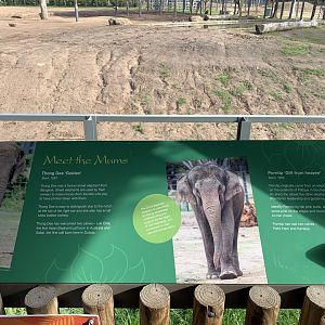 Elephant Info Sign- Meet the Mums