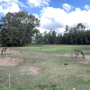 Plains Zebra Paddock