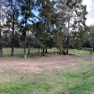 Plains Zebra Paddock