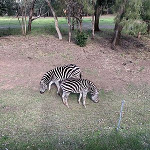 Plains Zebra