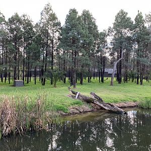 Sumatran Tiger Exhibit