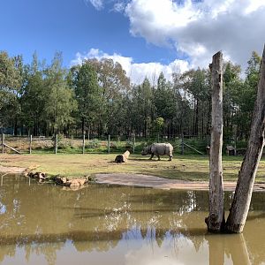 Greater One-horned Rhino Exhibit