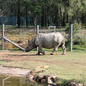 Greater One-horned Rhino