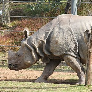 Greater One-horned Rhino