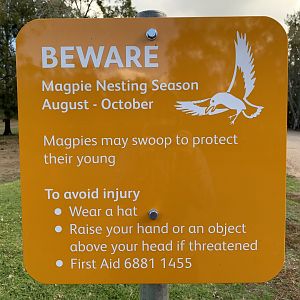 Magpie Warning Sign