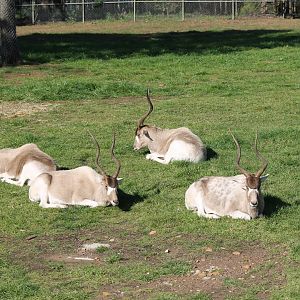 Addax