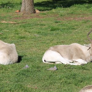 Addax