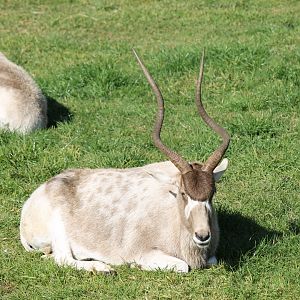 Addax