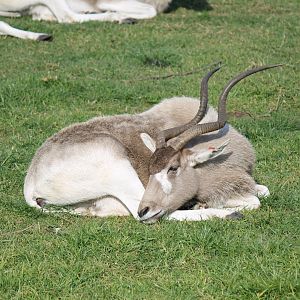 Addax