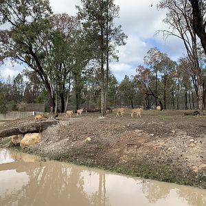 Barbary Sheep Exhibit