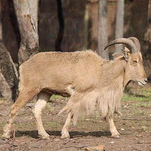 Barbary Sheep