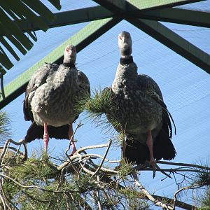 crested screamers in free flight aviary