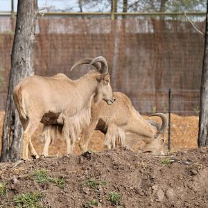 Barbary Sheep