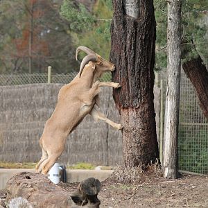 Barbary Sheep
