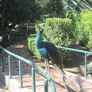 peacock, tree duck and currasow in free flight aviary