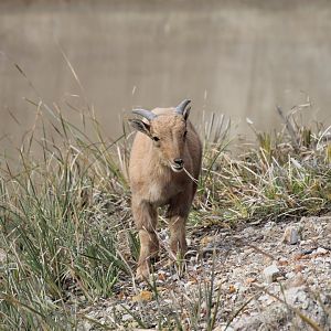 Barbary Sheep lamb
