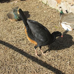 NORTHERN HELMETED CURRASOW WITH PEAFOWL