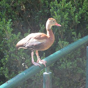 BLACK BELLIED TREE DUCK
