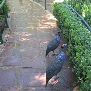 VULTURINE GUINEA FOWL