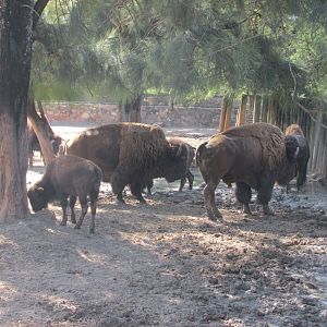 AMERICAN BISON