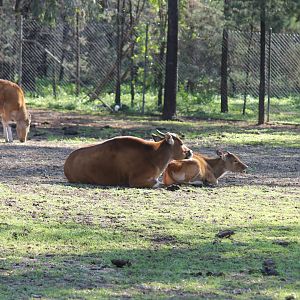 Bantang Cow and Calf