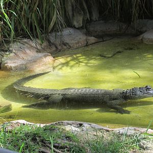 AMERICAN ALLIGATOR