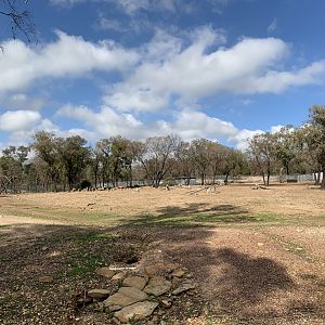 Arabian Camel and Barbary Sheep Paddock