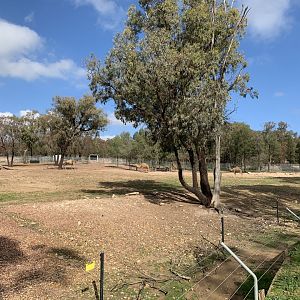 Arabian Camel and Barbary Sheep Paddock