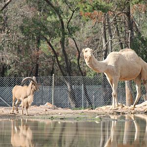 Barbary Sheep and Arabian Camel