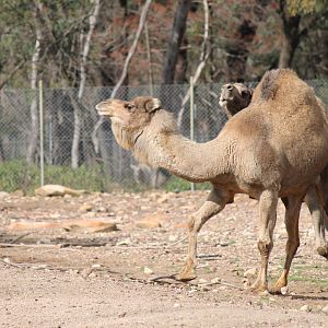 Arabian Camels