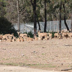 Barbary Sheep