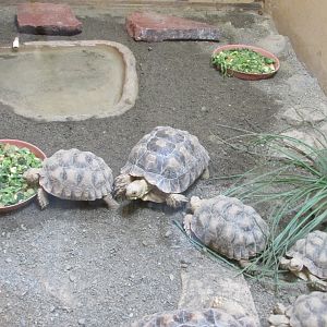 SULCATA TORTOISES