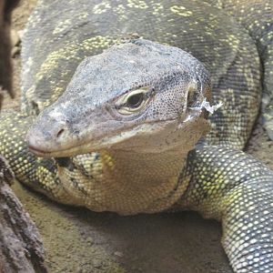 ASIAN WATER MONITOR