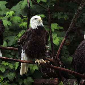 Jun. 2020 - All Four Bald Eagles