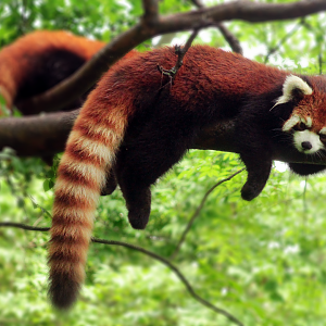 Jun. 2020 - Red Pandas