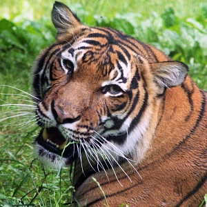 Jun. 2020 - Cat Canyon - Malayan Tiger