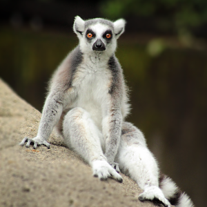 Jun. 2020 - Lemur Lookout - Ring-tailed Lemur