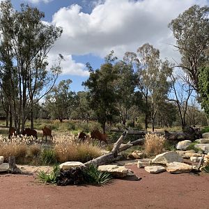 Lion Pride Lands Exhibit