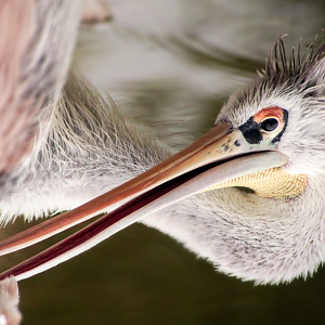 Jun. 2020 - Africa - Pink-backed Pelican