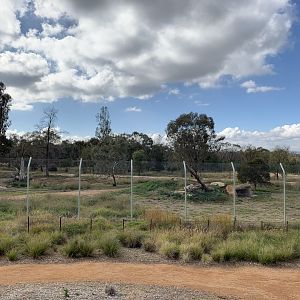 Lion Pride Lands View From Watchtower