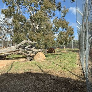 Lion Pride Lands- Smaller Exhibit