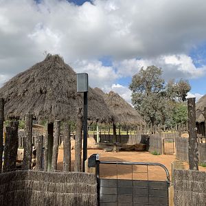 Lion Pride Lands- Goat Kraal