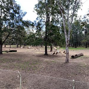 Scimitar-horned Oryx Paddock