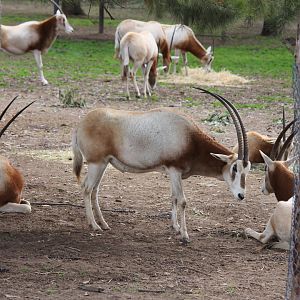 Scimitar-horned Oryx