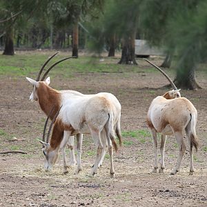 Scimitar-horned Oryx